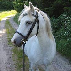 Welsh Pony (sec B) Korreborg's Gazella død