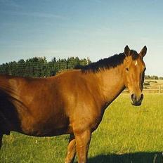 Anden særlig race Kanok