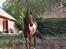 Traver Asscoba (D) [Himmelhest] - min Asscoba..