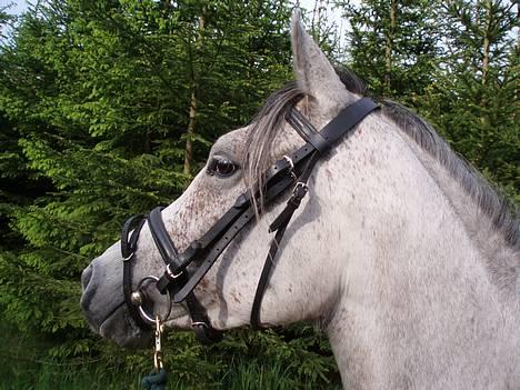 DSP Apollonia <3 - :) <33 billede 7