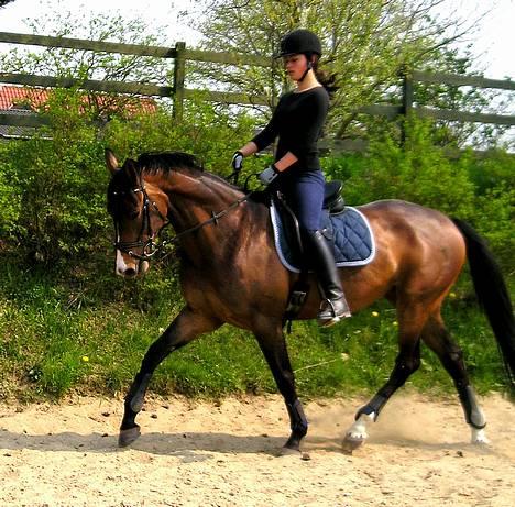 Dansk Varmblod Lund's Pamina - 6. maj 06 billede 1