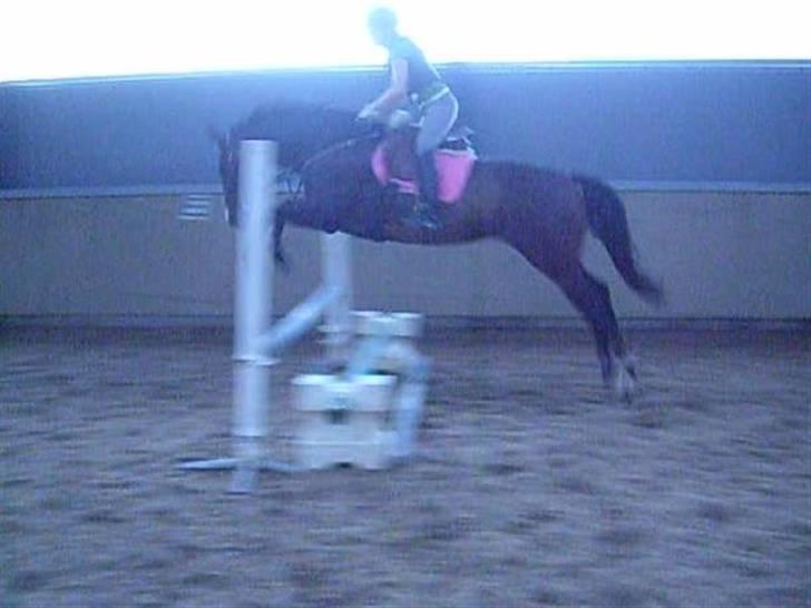 Dansk Varmblod Lund's Pamina - Spring med Mette på ryggen, en af det første gange under rytter. billede 2