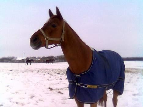 Dansk Varmblod Azarro Z RIP - Hov.. Hva skete der derovere? billede 3