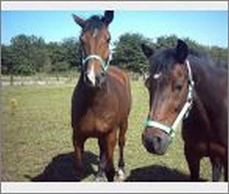 Traver nico queen billede 6