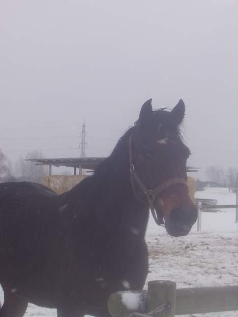 Traver nico queen billede 7