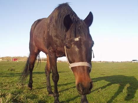 Traver nico queen billede 8