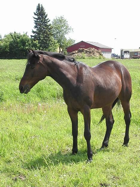 Traver nico queen billede 9