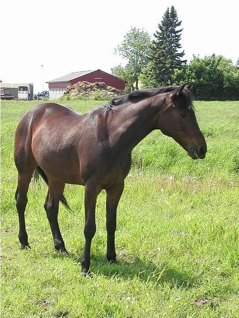 Traver nico queen billede 10