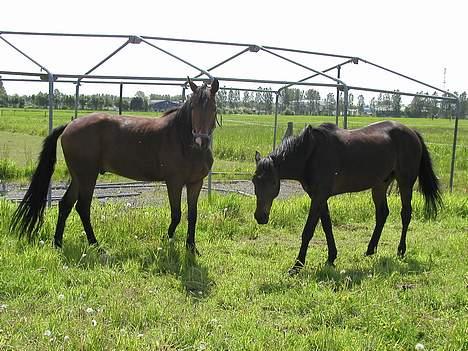 Traver nico queen billede 11