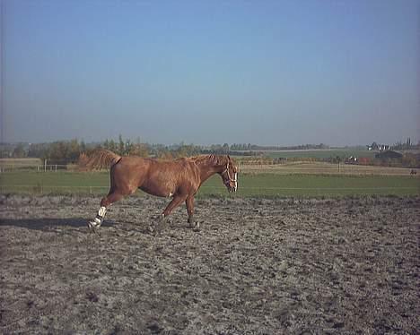 Dansk Varmblod Red' magic   R.I.P. - Har lige fået hende, det var første gang hun så banen billede 5