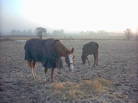 Dansk Varmblod Red' magic   R.I.P. billede 6