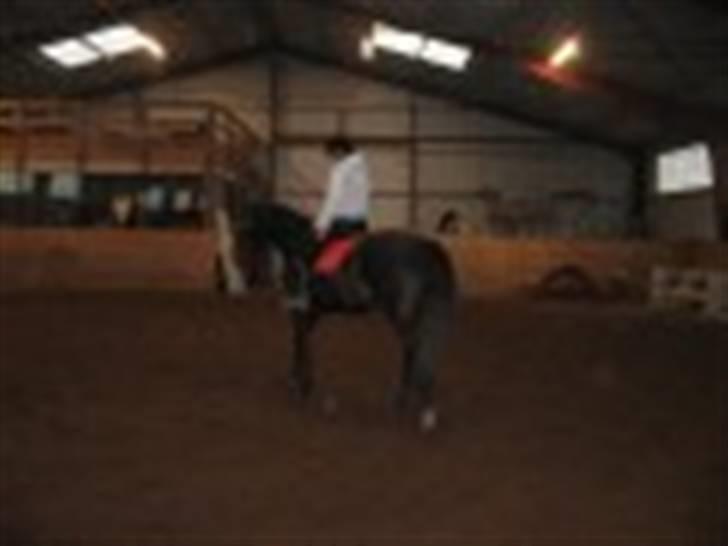 Oldenborg Kyringegårds Debbie - NYT! Tilredet efter en uge billede 5