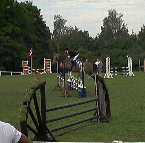 Dansk Varmblod Roselundens Abu (SOLGT) - U-LC i Pårup.. 4 år billede 4