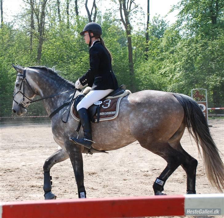 Dansk Varmblod Roselundens Abu (SOLGT) billede 5