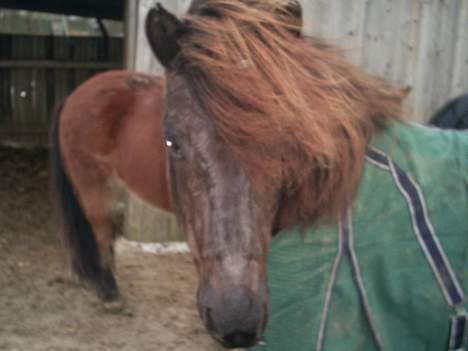 Islænder Svartur fra Tingvad - en rigtig lille islænder. billede 11