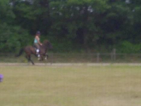 Islænder Svartur fra Tingvad - mega lækker galop!!! :) fyns.. billede 12