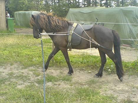 Islænder Svartur fra Tingvad - Arthur :) billede 13