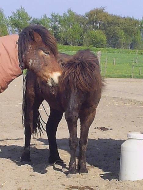 Islænder Svartur fra Tingvad - Jarpur og Svartur igen.  billede 14