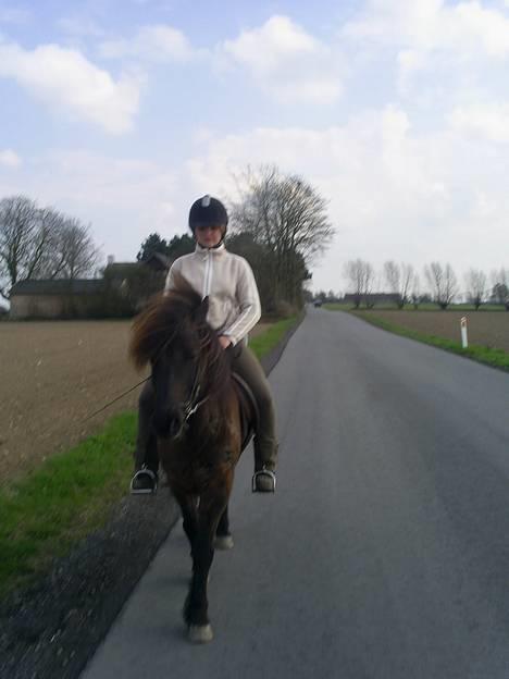 Islænder Svartur fra Tingvad - på vej til ned til vandet.  billede 15