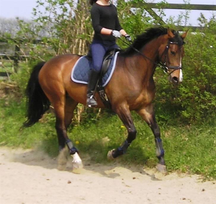 Dansk Varmblod Lund's Pamina - 6. maj 06 billede 3