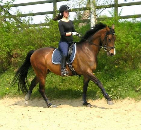 Dansk Varmblod Lund's Pamina - 6. maj 06 Første gang hun er redet udendørs v. mig - derfor er hun mere fremadgående end normalt.. billede 4