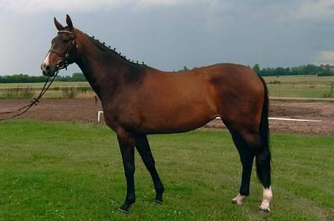 Dansk Varmblod Lund's Pamina - Ved kåring - Foto: Stutteri Lund billede 5