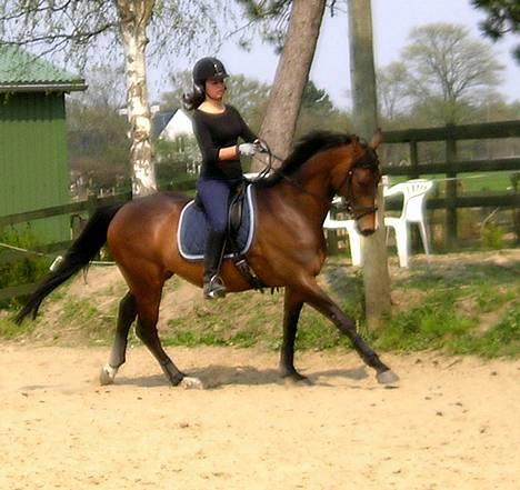 Dansk Varmblod Lund's Pamina - 6. maj 06 billede 6