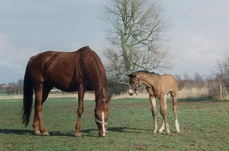 Dansk Varmblod Lund's Pamina - Pamina og Sex Appeal xx - Foto: Stutteri Lund billede 7