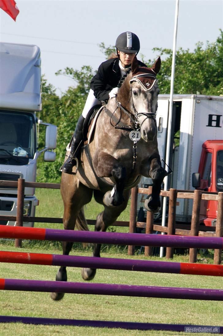 Dansk Varmblod Roselundens Abu (SOLGT) - mk-foto billede 8