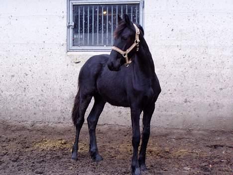 Frieser Sasia Ellemose billede 4