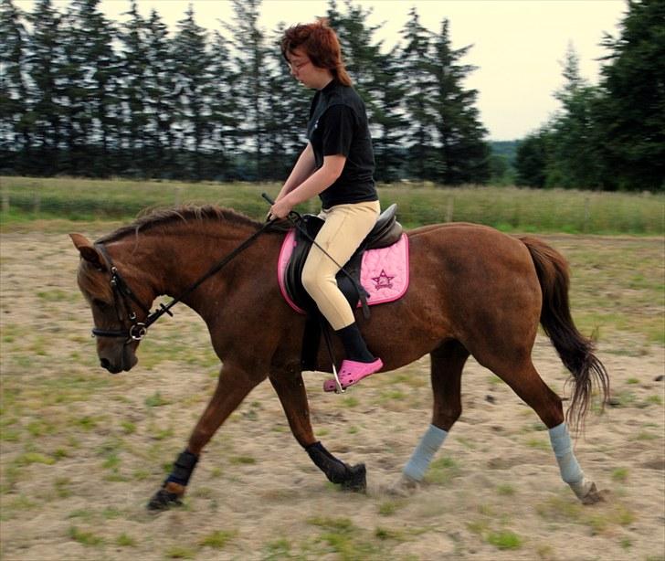 Anden særlig race »Freja <3 « † Sov sødt † - Freja og mig i dressur, juli 2010. Ja, jeg læner mig fremad, men har store problemer med mig balance, efter min rygoperation d; Dette er første gang jeg rider "seriøst" i 2 år :) Og 6. gang på hesteryg i 2 år. billede 19