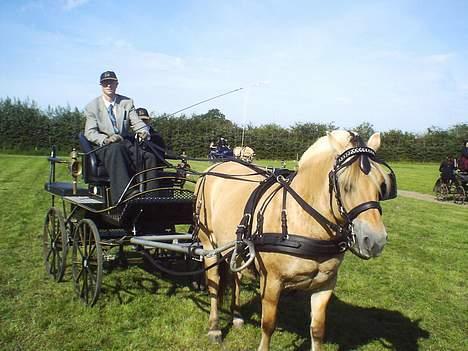 Fjordhest Enghavegårds Fenja - fjordsyd billede 1
