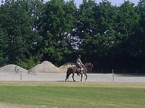Islænder Svartur fra Tingvad - fyns. billede 16