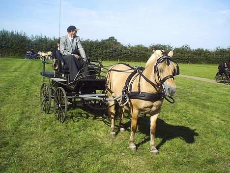 Fjordhest Enghavegårds Fenja - fjordsyd billede 2