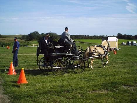 Fjordhest Enghavegårds Fenja - fjordsyd billede 3