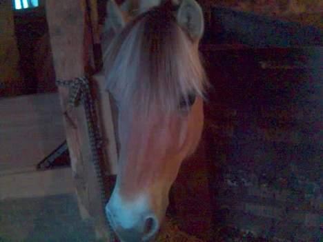 Fjordhest Enghavegårds Fenja billede 4