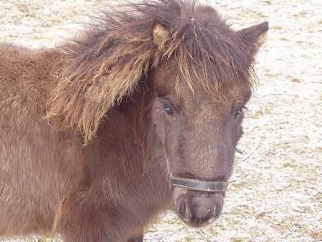 Shetlænder Smukke Filur "solgt" - Er jeg ikk sød? billede 5