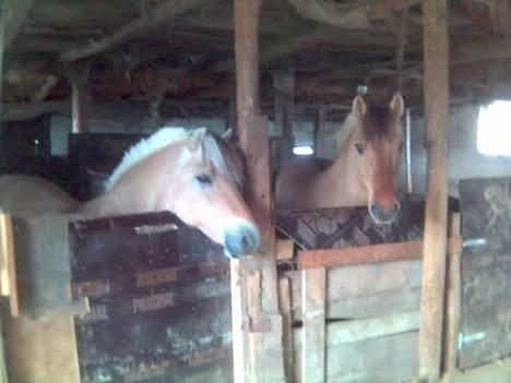 Fjordhest Enghavegårds Fenja - de gamle stalde billede 5