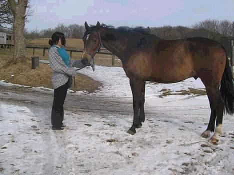 Dansk Varmblod Nørringholms LakostaSOLGT billede 9