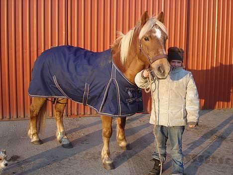 Haflinger Agent 007 - #10 på hans fødselsdag 13 marts 2006, 19 år billede 10