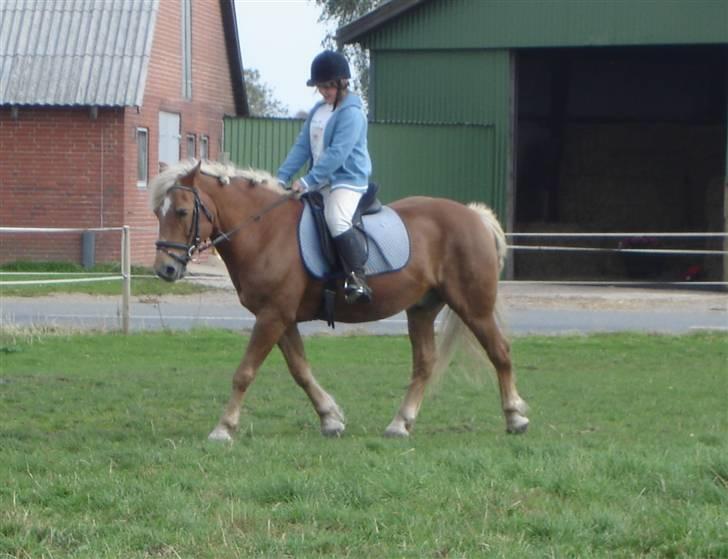Haflinger Agent 007 - #11 Vibeke og Agent sept 07 billede 11