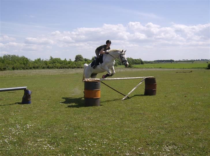 Shagya Araber (SH) Bøgely's Sebastian <3 - NYT! spring på 110 cm d. 24 Maj 2008 billede 13