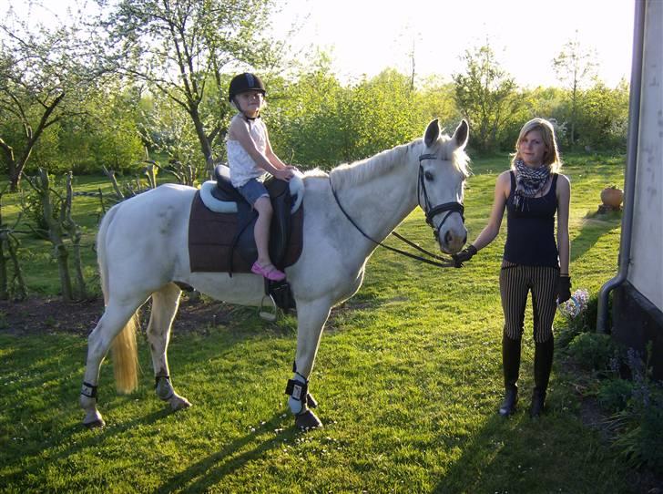 Shagya Araber (SH) Bøgely's Sebastian <3 - Verdens roligste hest! <33 Her med min kusine Kira på ryggen (: billede 18