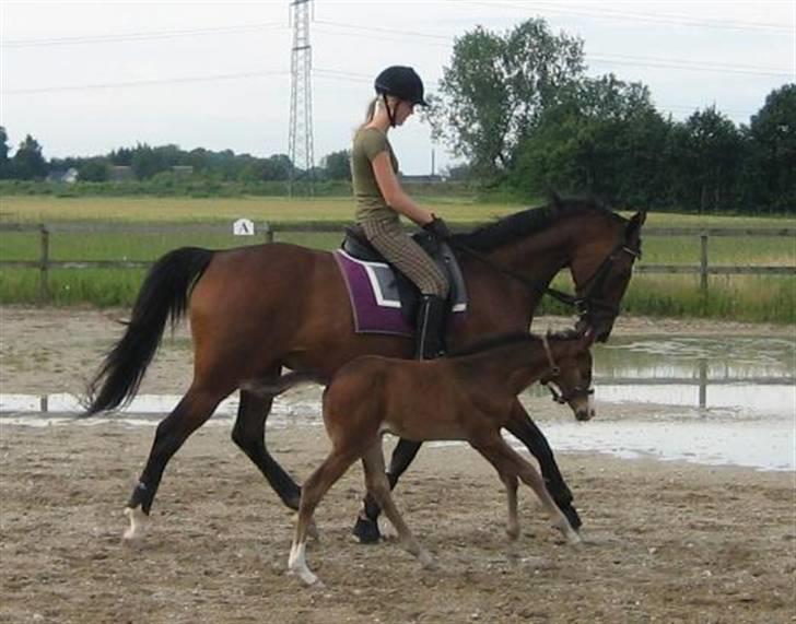 Svensk Varmblod Bettina - Juni 07 - Bettina og jeg rider dressur, B elize løber ved siden a :D billede 20