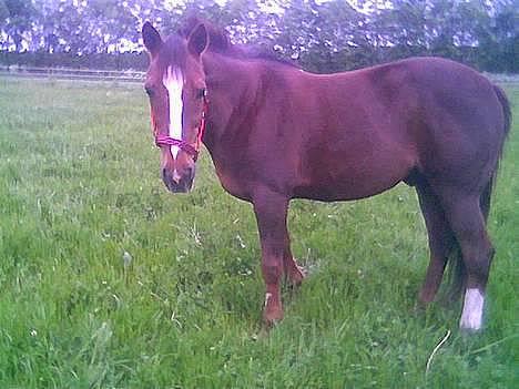 Traver Filur billede 11