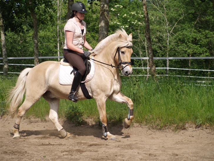 Anden særlig race Frederik - Vi øver kontragalop (: Han er super! <3 Foto: Kimie Dehn billede 1