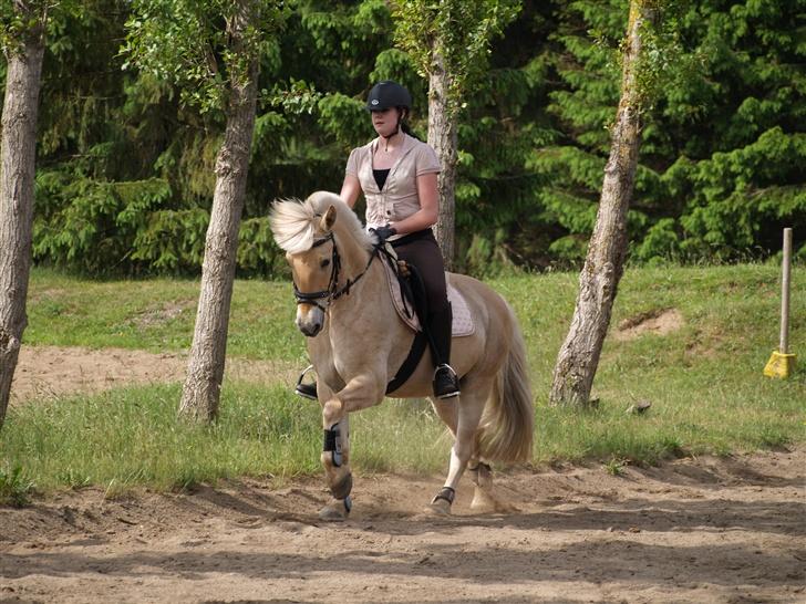 Anden særlig race Frederik - Skønne pony (: Foto: Kimie Dehn billede 5