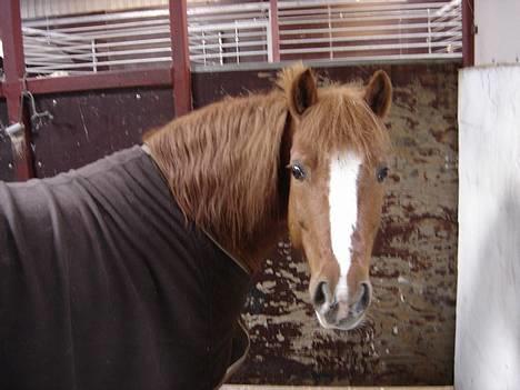 Anden særlig race Buster (Solgt) - haij..!! billede 1