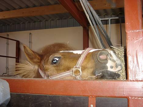 Anden særlig race Buster (Solgt) - kyk kyk.. billede 2