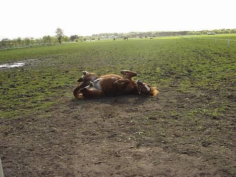 Anden særlig race Buster (Solgt) - ahh det er dejligt at rulle sig ummm.... billede 3